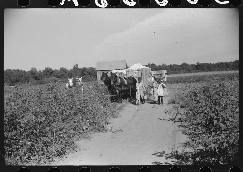 Day laborers carrying sacks of cotton from field to cotton house to be weighed, Marcella Plantation, Mileston, Mississippi…