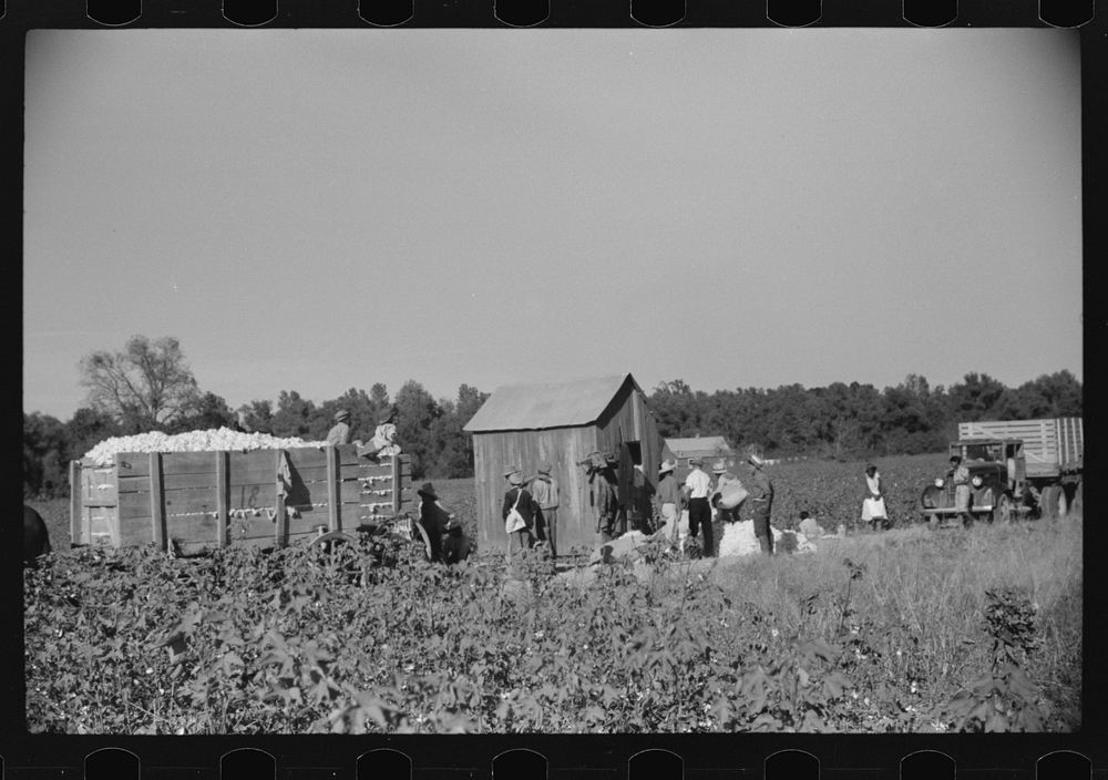 [Untitled photo, possibly related to: Day laborers carrying sacks of cotton from field to cotton house to be weighed…
