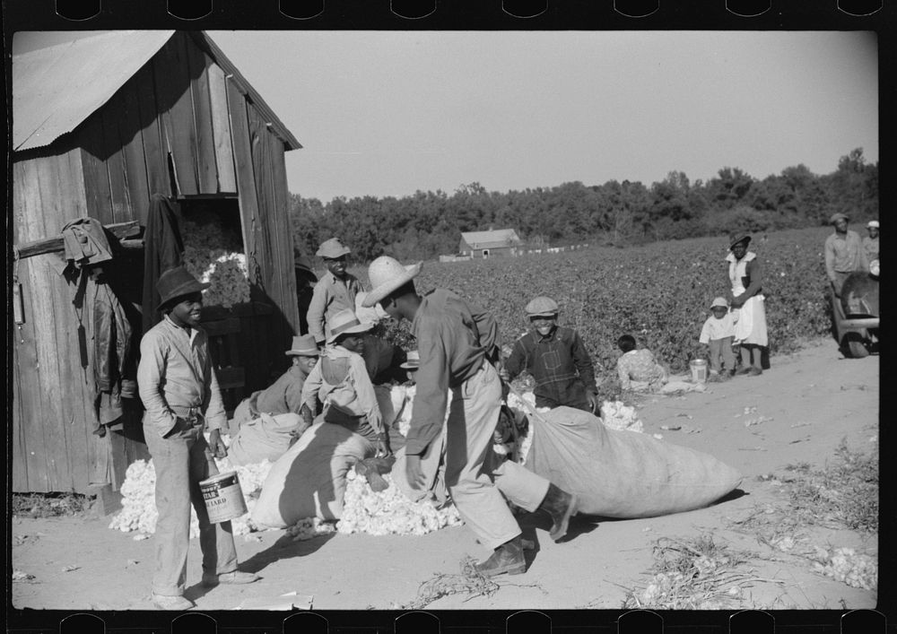 Day laborers carrying sack of cotton from field to be weighed, Marcella Plantation, Mississippi Delta, Mississippi. Sourced…
