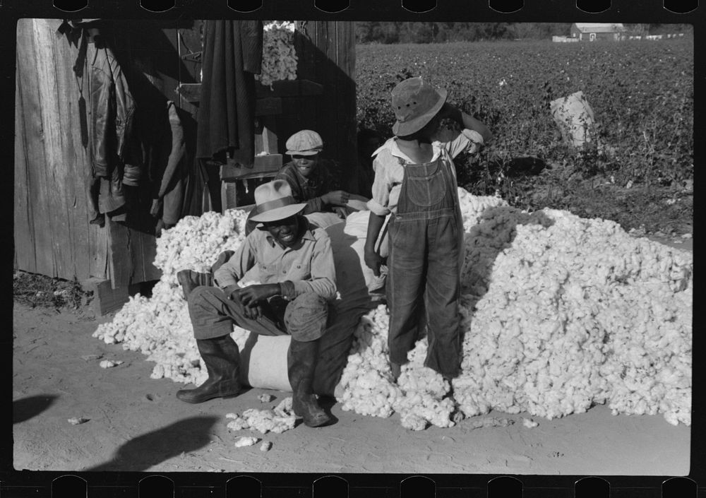 [Untitled photo, possibly related to: Day laborers carrying sack of cotton from field to cotton house to be weighed…