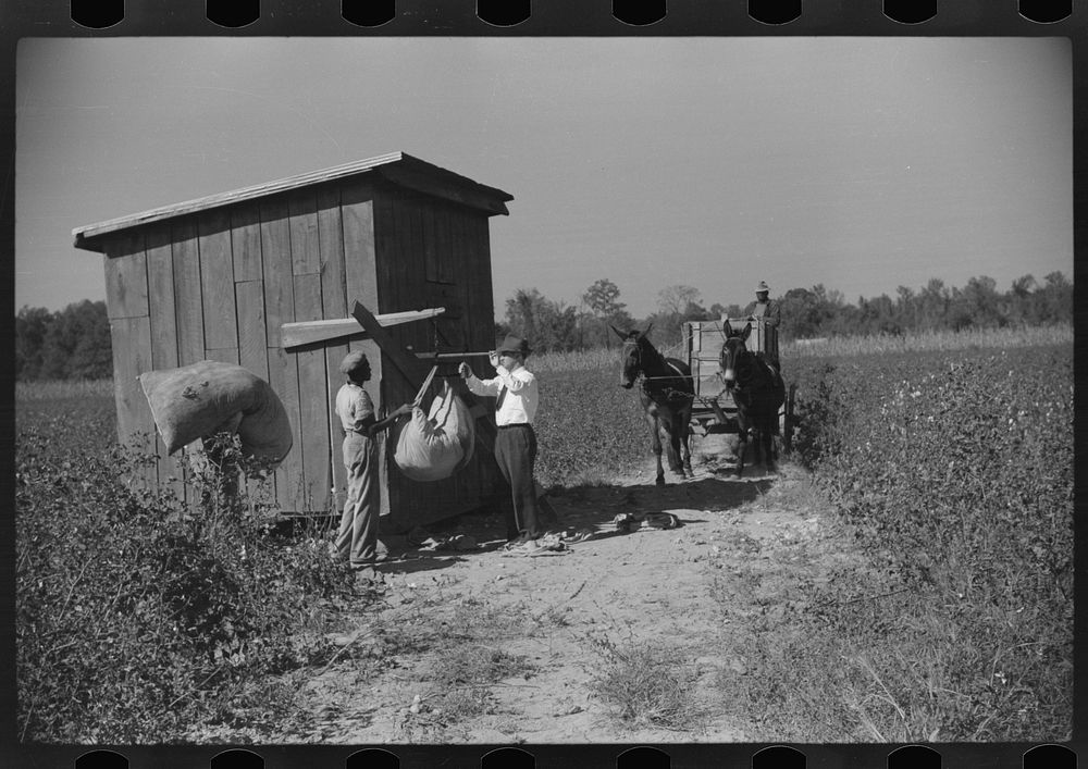 [Untitled photo, possibly related to: Mr. Jones, one of the owners of Marcella Plantation, weighing in cotton by cotton…