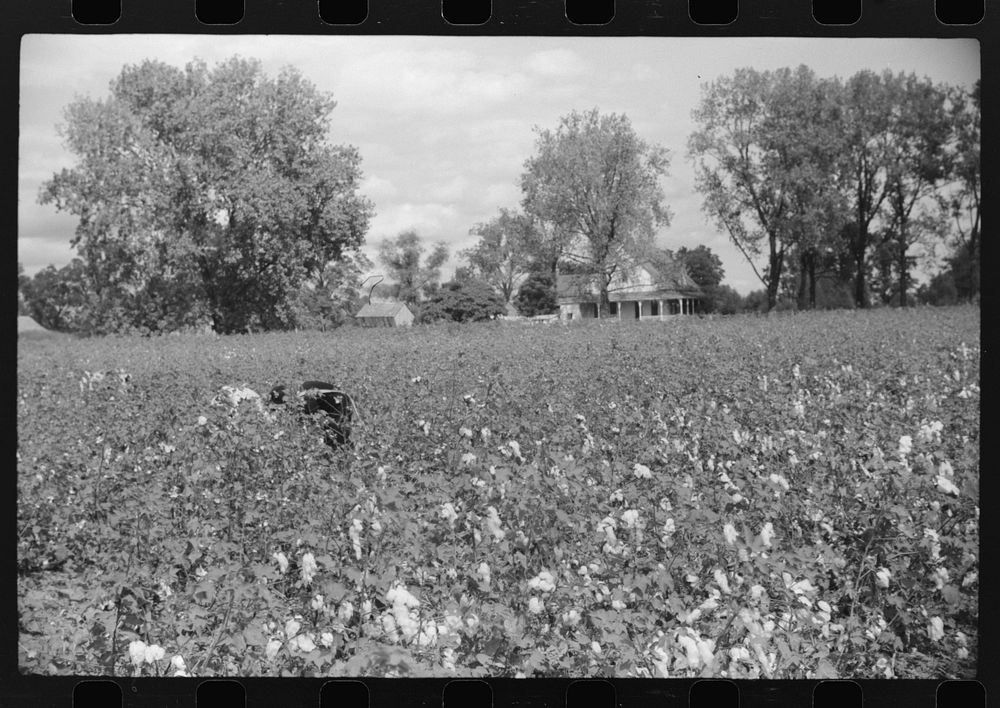 [Untitled photo, possibly related to: Picking cotton, Nugent Plantation, Benoit, Mississippi Delta, Mississippi]. Sourced…