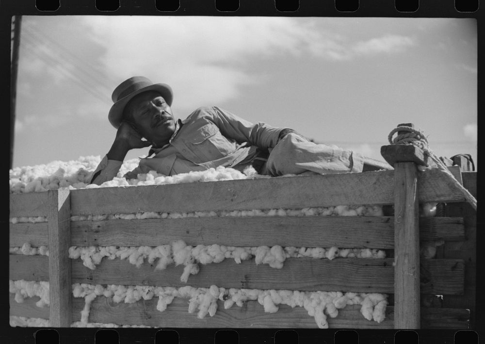  tenant on top of wagonload of cotton, waiting to go to gin. Delta and Pine Land Company, Scott, Mississippi Delta…