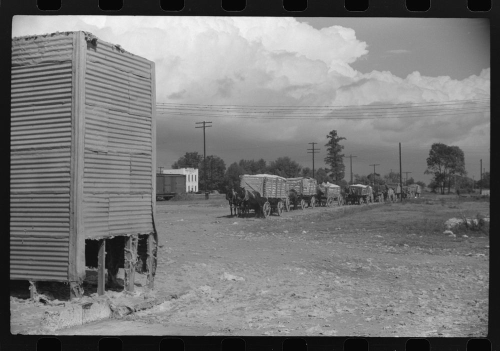 [Untitled photo, possibly related to: Part of cotton gin, with wagonloads of cotton waiting in background at Delta and Pine…