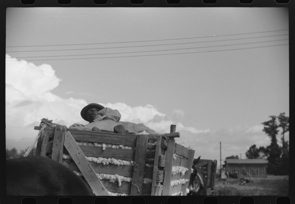 [Untitled photo, possibly related to:  tenant on top of wagonload of cotton, waiting to go to gin. Delta and Pine Land…