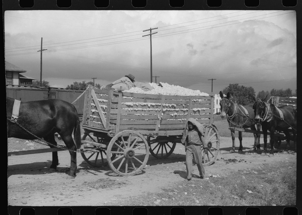 [Untitled photo, possibly related to:  tenant on top of wagonload of cotton, waiting to go to gin. Delta and Pine Land…