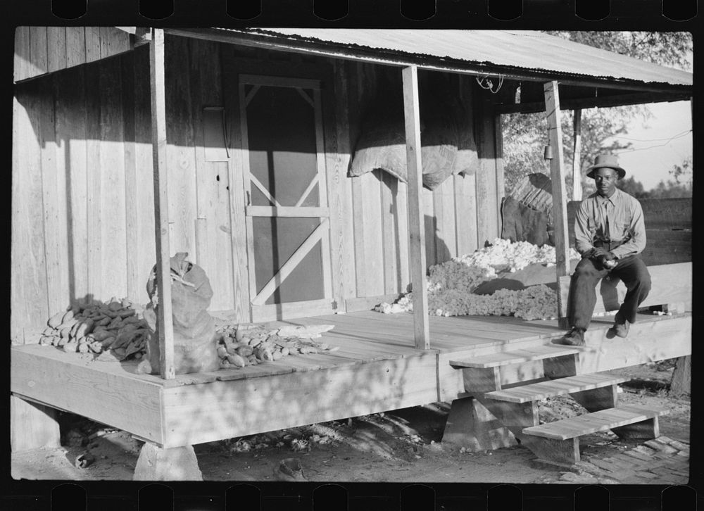 One of the sharecropper's houses with sweet potatoes and cotton on the porch. Knowlton Plantation, Perthshire, Mississippi…