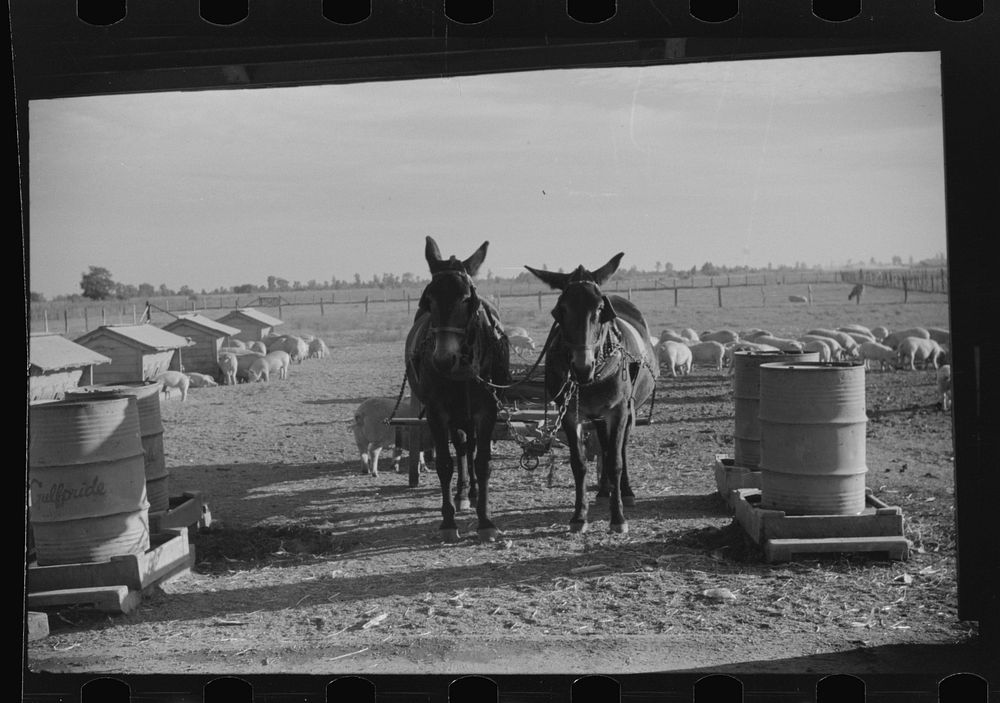 Livestock on Knowlton Plantation, Perthshire, Mississippi Delta, Mississippi. Sourced from the Library of Congress.
