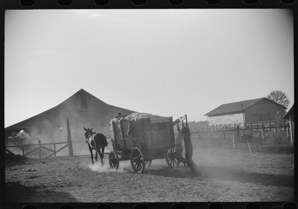 Wagonloads of cotton going into plantation barn in evening, Marcella, Plantation, Mississippi Delta Mississippi. Sourced…