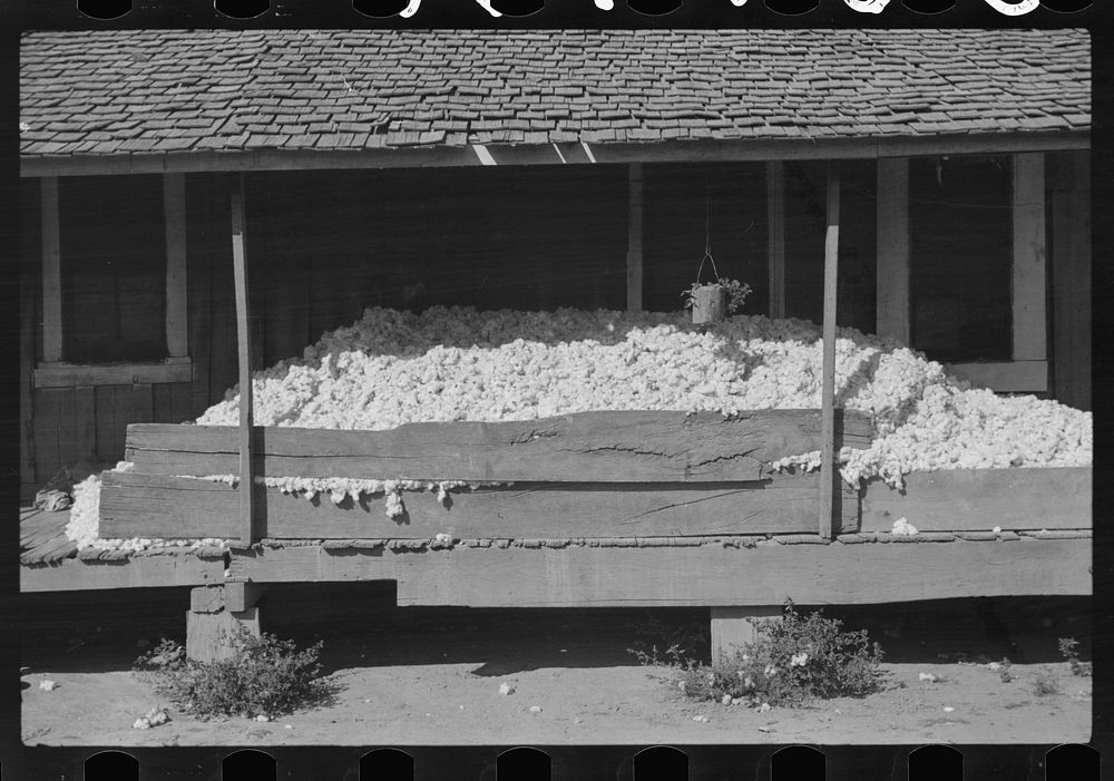 Cotton on porch of  tenant's house. They store it there until there is enough picked to make a bale before taking it to…