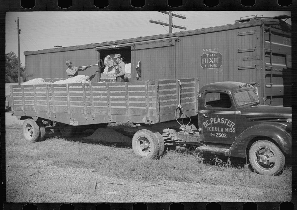 Cotton seed from the gin being transferred from truck to freight cars for shipment to cotton seed oil plants, Mileston…