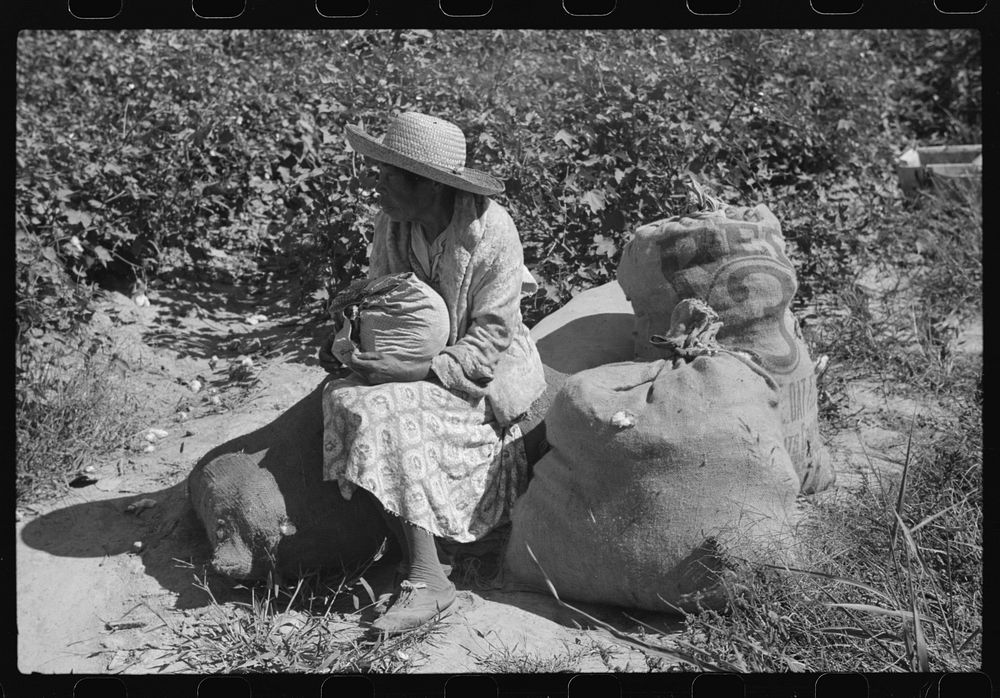  tenant sitting on sacks of cotton in field, Marcella Plantation, Mileston, Mississippi Delta, Mississippi. Sourced from the…