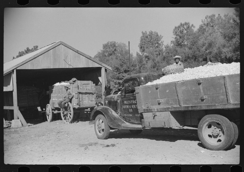 Wagons and truckloads of cotton waiting to be ginned on plantation in Mileston, Mississippi Delta, Mississippi. Sourced from…