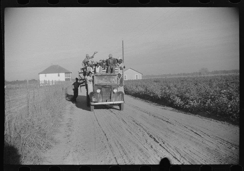 es brought in by truck from nearby towns as day labor for cotton picking. Marcella Plantation, Mileston, Mississippi Delta…