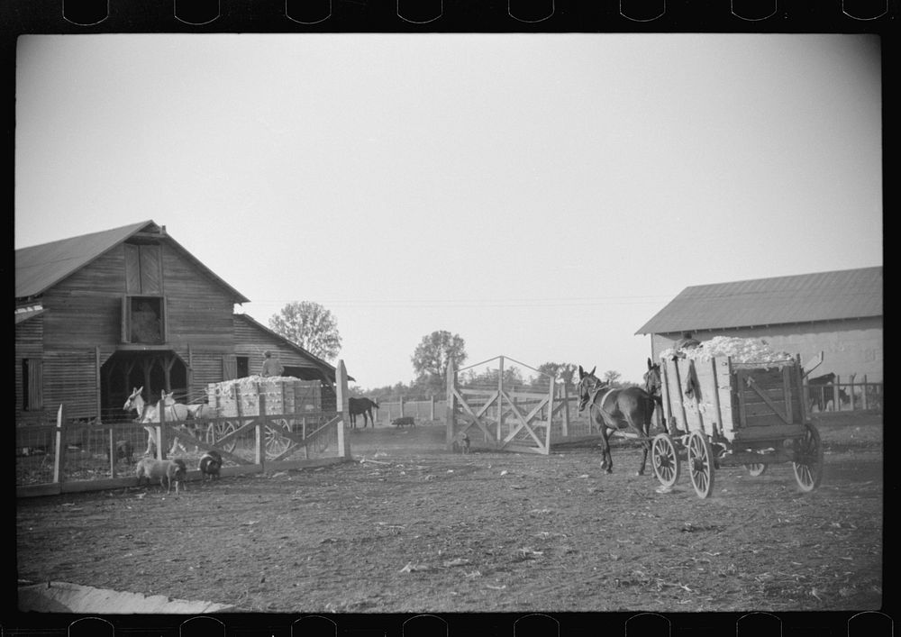 [Untitled photo, possibly related to: Wagonloads of cotton going into plantation barn in evening, Marcella, Plantation…