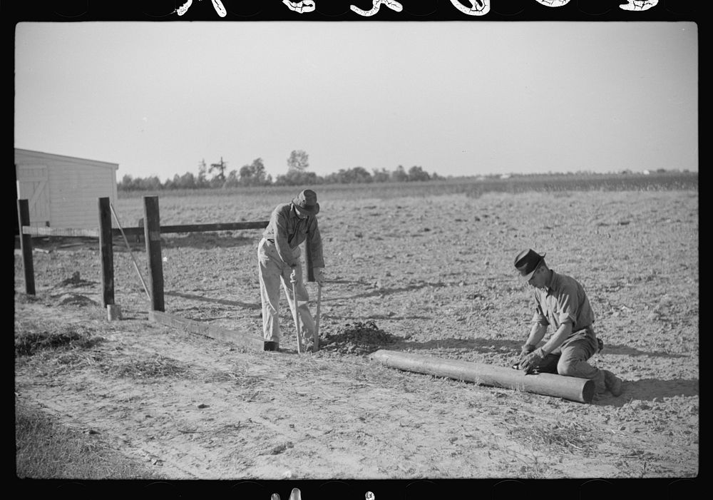 [Untitled photo, possibly related to: Farmer on FSA (Farm Security Administration) project, Sunflower Plantation, Merigold…