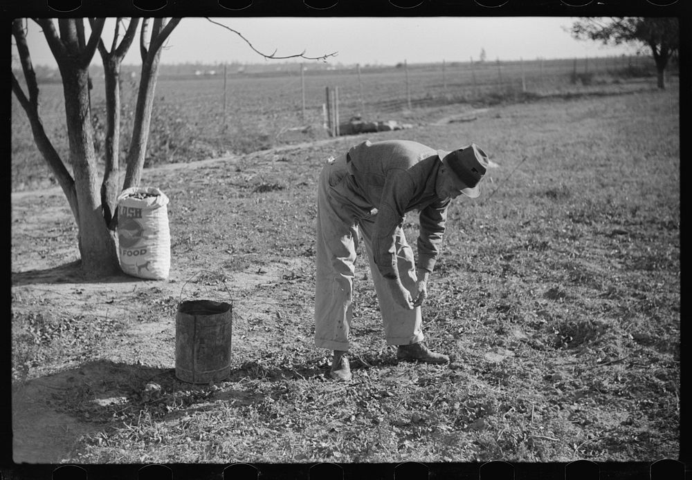 Farmer on FSA (Farm Security Administration) project, Sunflower Plantation, Merigold, Mississippi Delta. Picking up pecan…