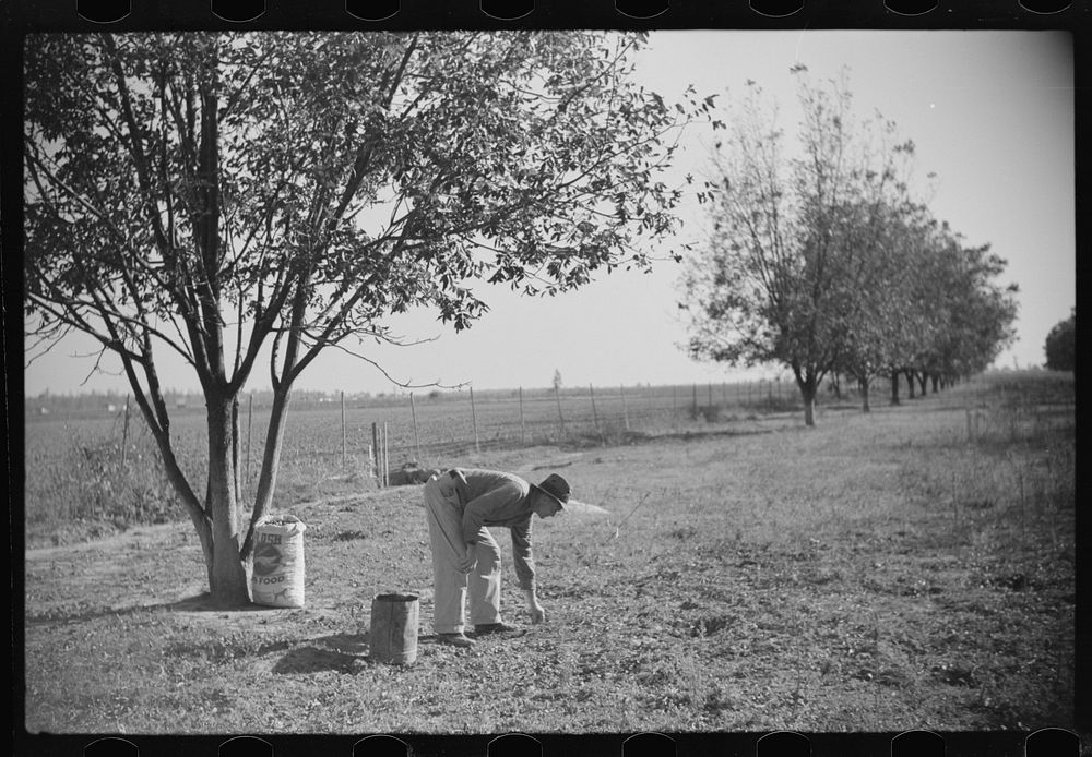[Untitled photo, possibly related to: Farmer on FSA (Farm Security Administration) project, Sunflower Plantation, Merigold…