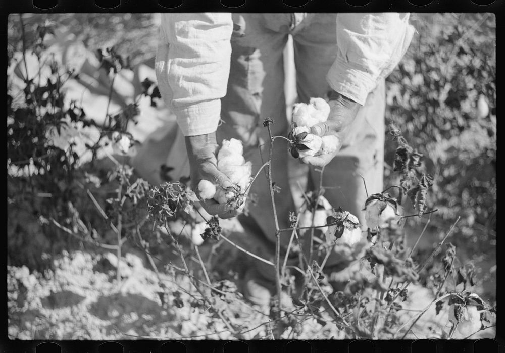 Picking Cotton Plantation Outside Clarksdale, | Free Photo - Rawpixel