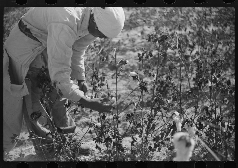 [Untitled photo, possibly related to: Picking cotton on plantation outside Clarksdale, Mississippi Delta, Mississippi].…
