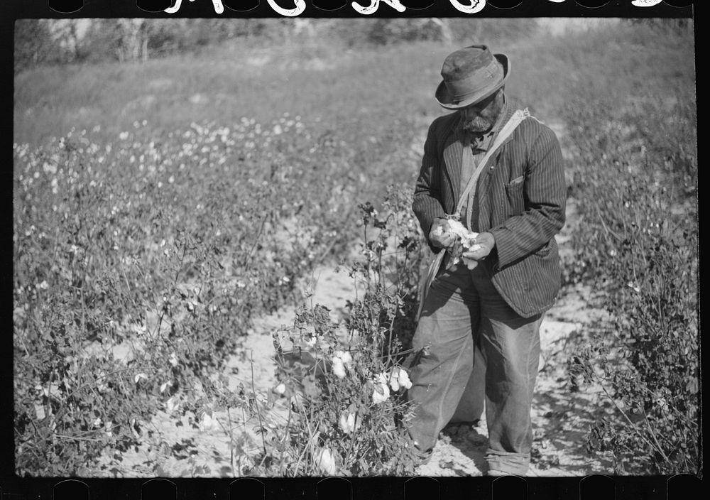 [Untitled photo, possibly related to: Picking cotton outside Clarksdale, Mississippi Delta, Mississippi]. Sourced from the…