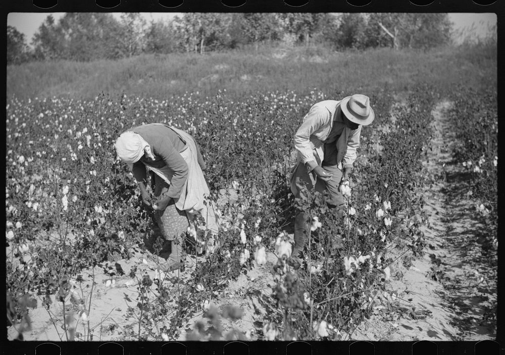 [Untitled photo, possibly related to: Picking cotton on plantation outside Clarksdale, Mississippi Delta, Mississippi].…