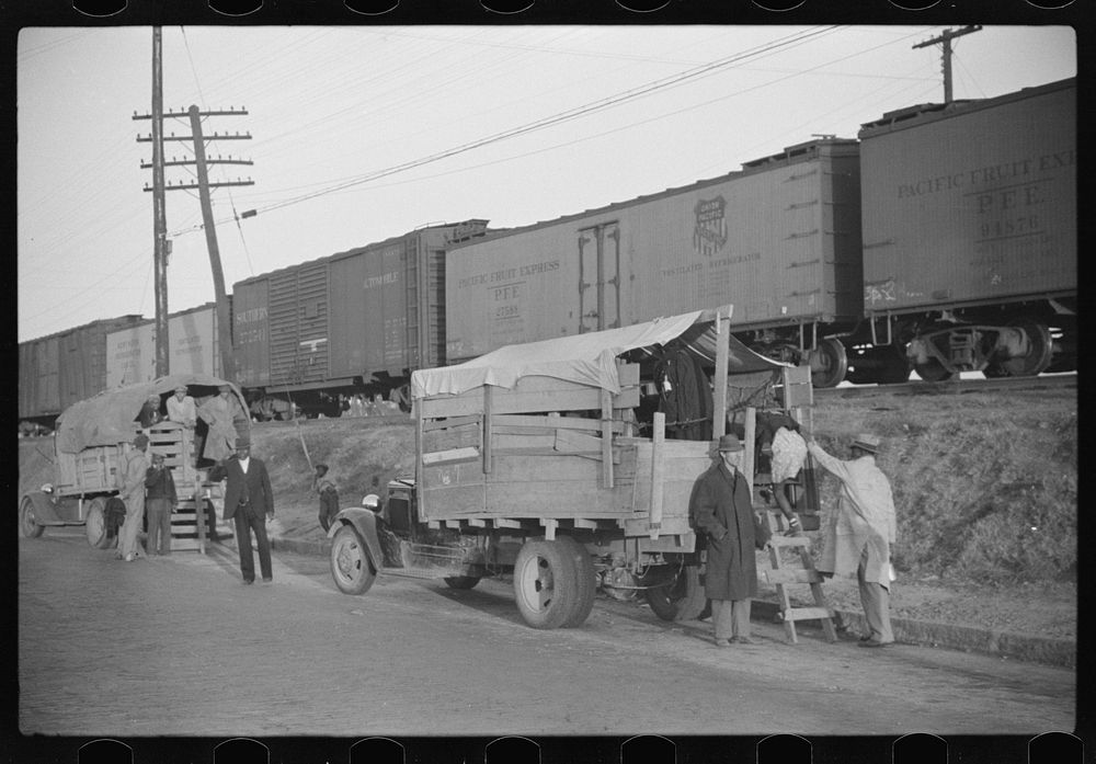 Day laborers being hired for cotton picking on Mississippi and Arkansas plantations. Between four and six-thirty every…