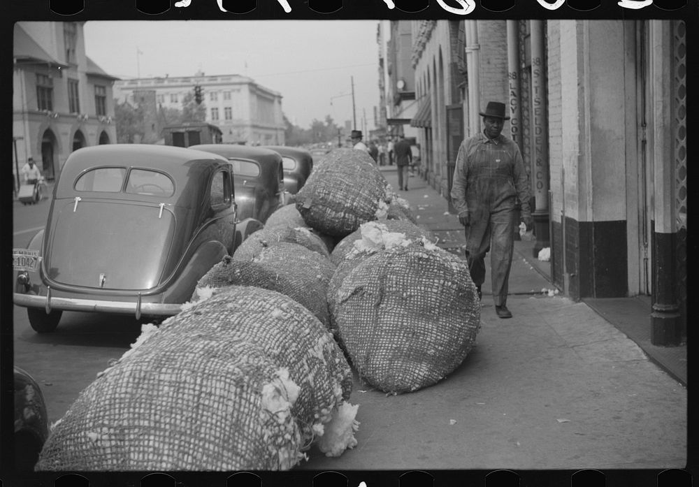 Cotton "snake," waste cotton on sidewalk, and cotton samples being carried to sampling and classing rooms in broker's office…