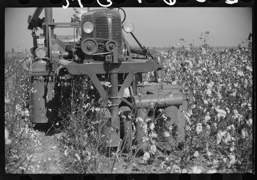 Rust cotton picker in cotton field, Cloverdale Plantation, Clarksdale, Mississippi Delta, Mississippi. Sourced from the…