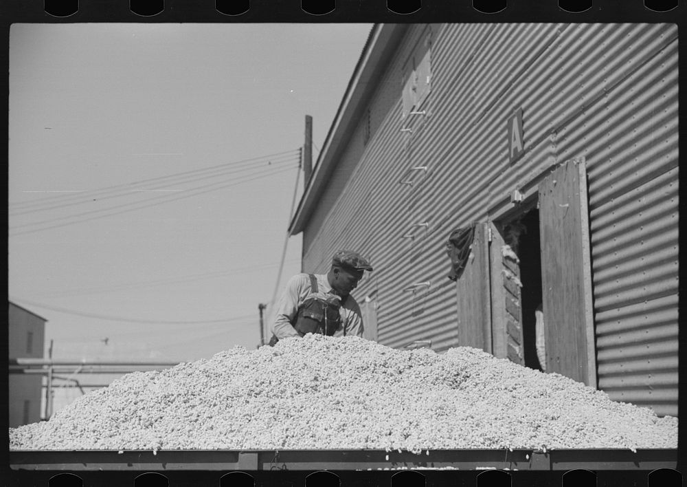 loading-cotton-seed-seed-house-free-photo-rawpixel