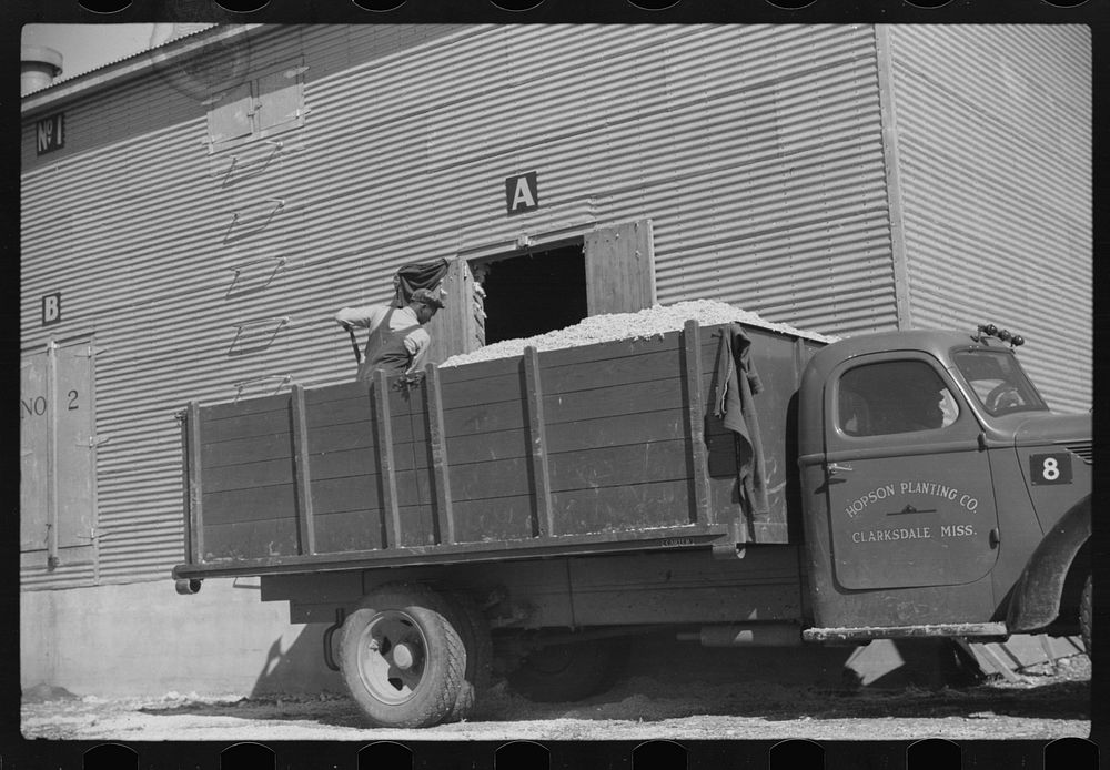 [Untitled photo, possibly related to: Loading cotton seed from seed house into truck to be taken to cotton seed oil plant…
