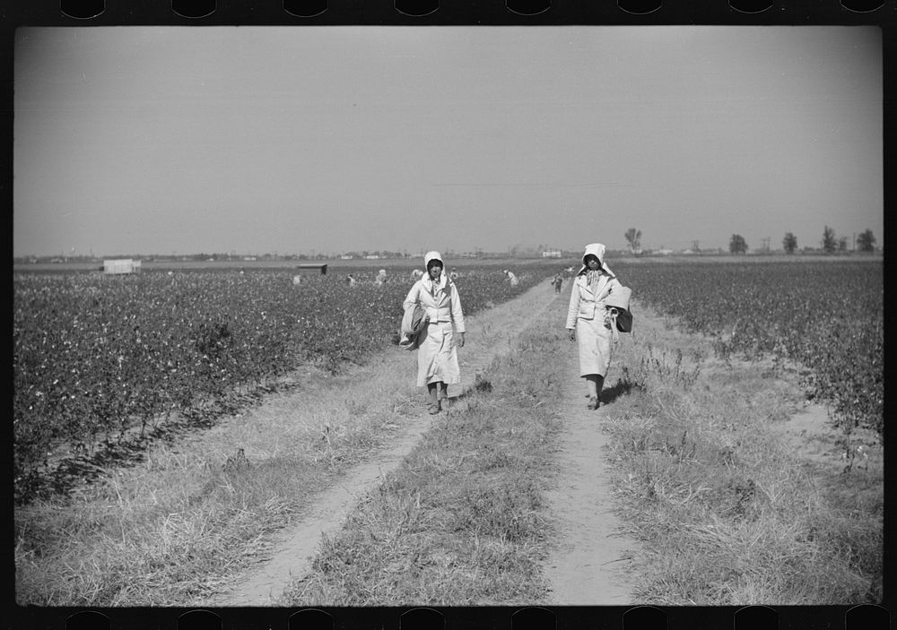 Mexican seasonal laborers returning home after picking cotton on Hopson Plantation, Clarksdale, Mississippi. Sourced from…