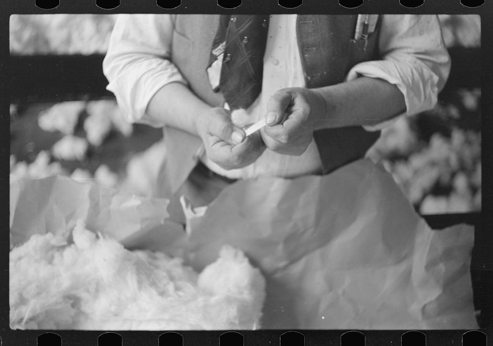 [Untitled photo, possibly related to: Sampling and classing cotton in classing rooms of cotton factor's office, Memphis…
