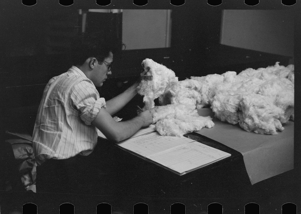 [Untitled photo, possibly related to: Classing cotton in factor's office, Memphis, Tennessee]. Sourced from the Library of…