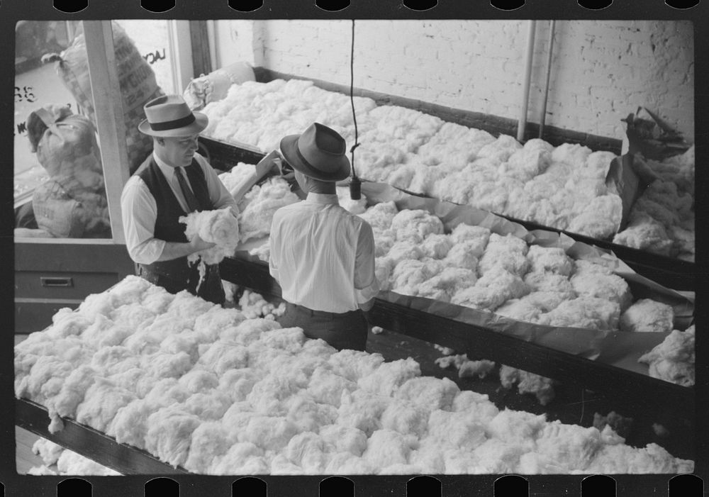 [Untitled photo, possibly related to: Sampling cotton in classing room of cotton factor's office. Memphis, Tennessee].…