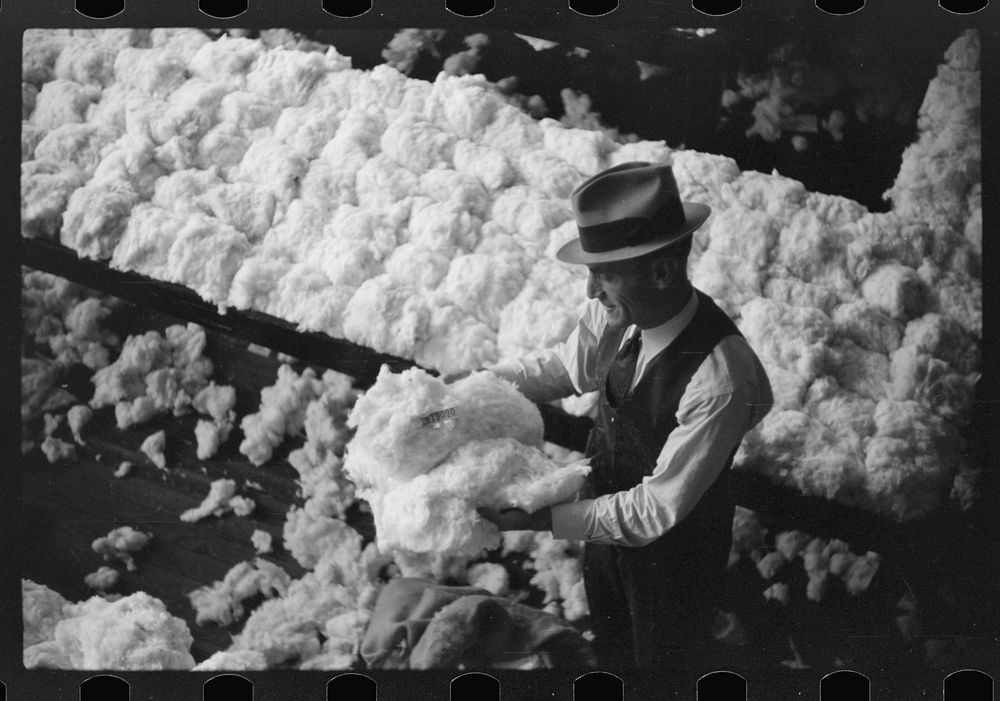 [Untitled photo, possibly related to: Sampling and classing cotton in classing rooms of cotton factor's office, Memphis…