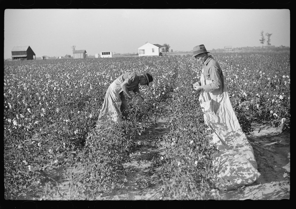Farmer and son picking cotton on Sunflower Plantation, FSA (Farm Security Administration) project, Merigold, Mississippi.…