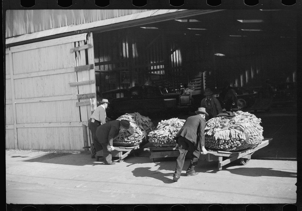 Taking tobacco into warehouse for auction, Durham, North Carolina. Sourced from the Library of Congress.