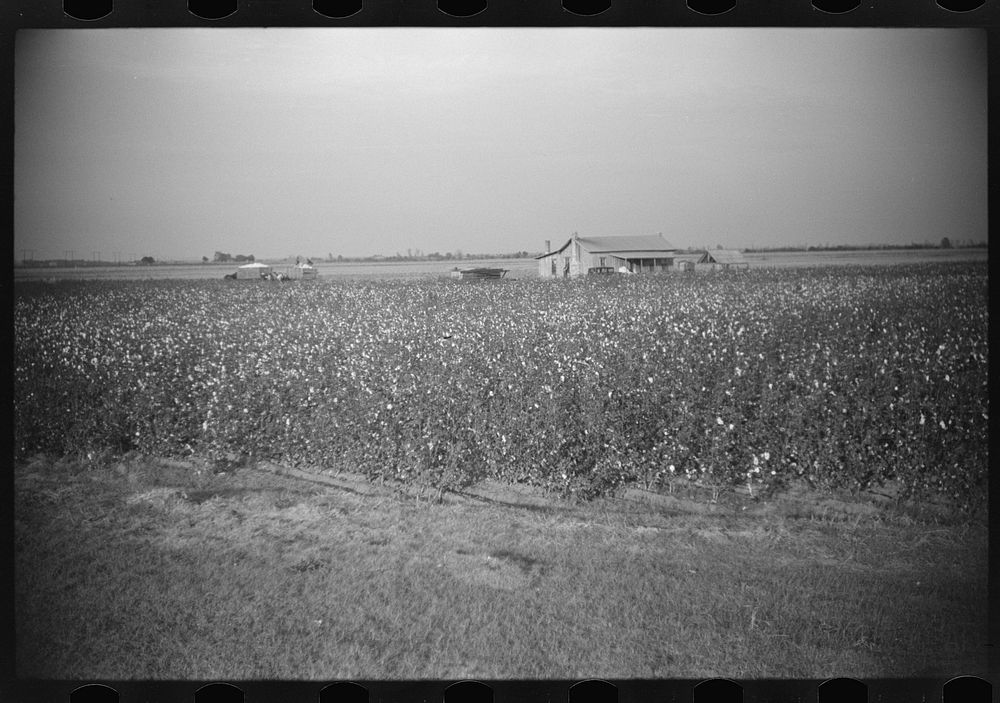 [Untitled photo, possibly related to: Workers returning home after cotton picking, Sunflower Plantation, FSA (Farm Security…