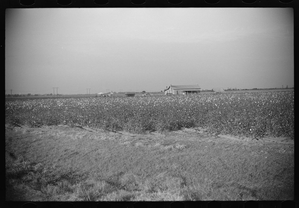 [Untitled photo, possibly related to: es returning home after cotton picking, Sunflower Plantation, FSA (Farm Security…