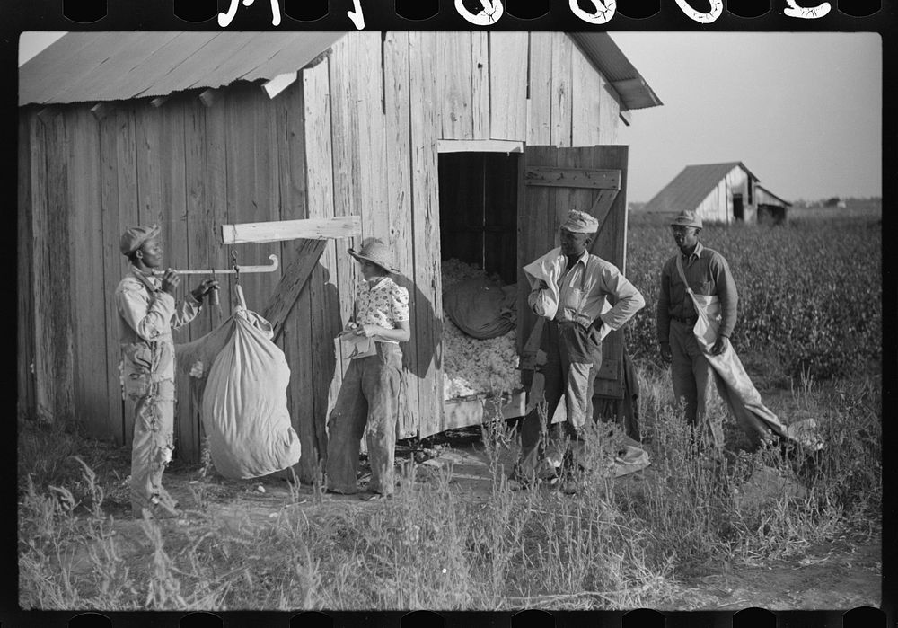 [Untitled photo, possibly related to: Weighing up cotton on Sunflower Plantation, FSA (Farm Security Administration)…