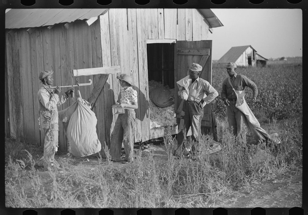 Weighing up cotton on Sunflower Plantation, FSA (Farm Security Administration), project, Merigold, Mississippi by Marion…