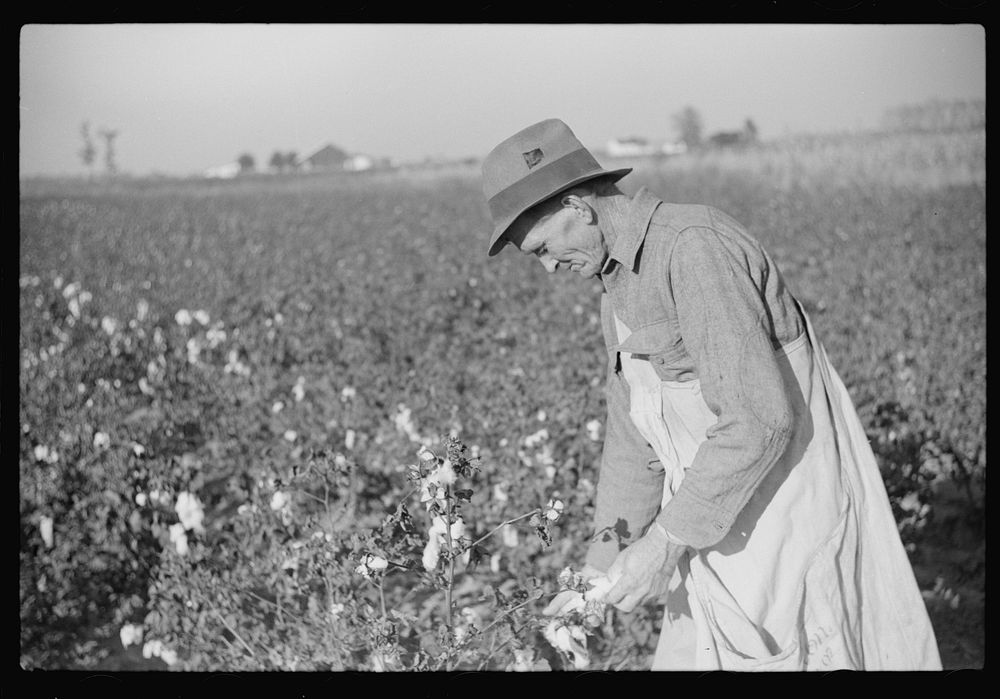 Farmer picking cotton on Sunflower Plantation, FSA (Farm Security Administration) project, Merigold, Mississippi. Sourced…
