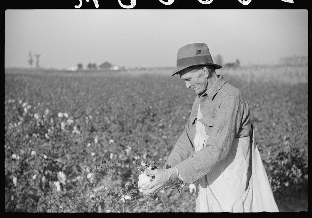 [Untitled photo, possibly related to: Farmer picking cotton on Sunflower Plantation, FSA (Farm Security Administration)…