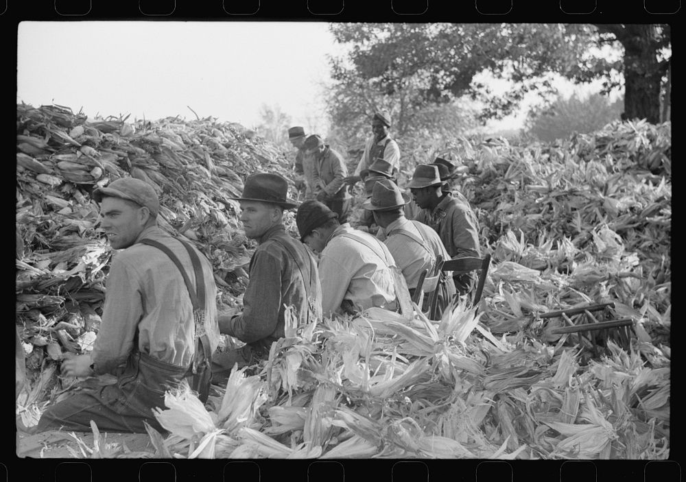 [Untitled photo, possibly related to: Corn shucking on farm near the Fred Wilkins place, Granville County, North Carolina].…