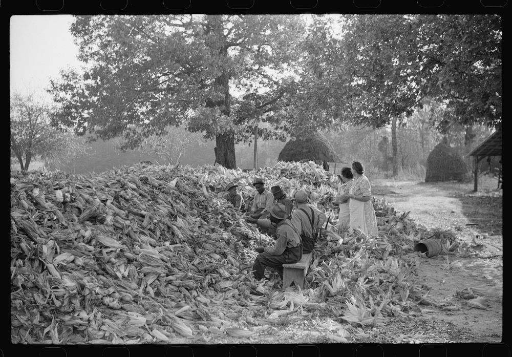[Untitled photo, possibly related to: Corn shucking on Uncle Henry Garrett's place,  tenant of Mr. Fred Wilkins. White women…