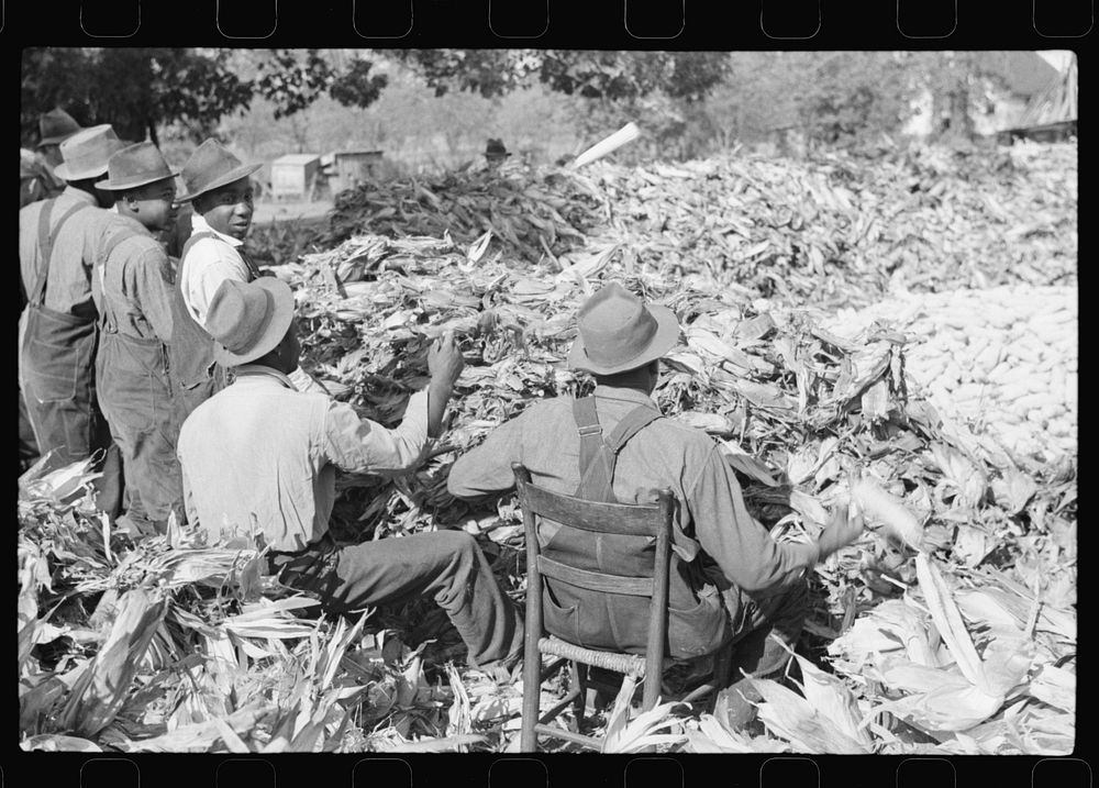 Corn shucking on farm near Fred Wilkins place. Granville County, North Carolina. Sourced from the Library of Congress.