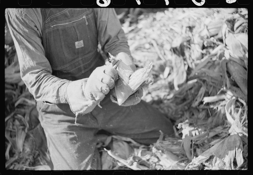 Wooden peg used in corn shucking. Fred Wilkins farm. Tally Ho, near Stem, Granville County, North Carolina by Marion Post…