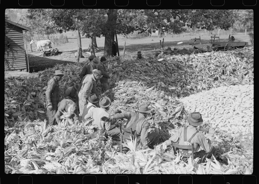 [Untitled photo, possibly related to: Corn shucking on farm near Fred Wilkins place. Granville County, North Carolina].…