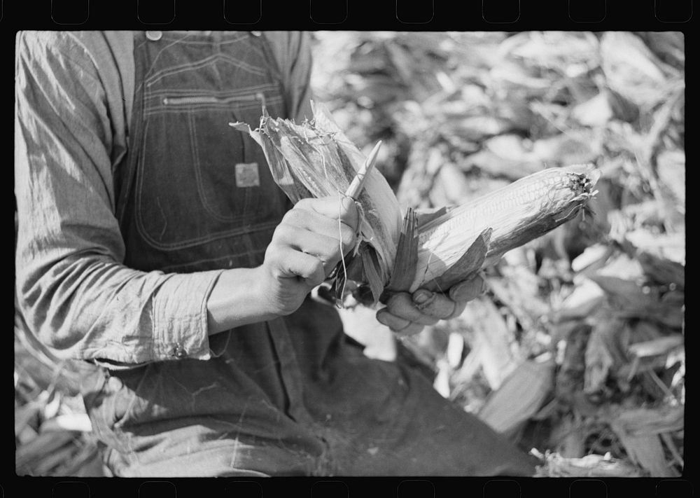 Wooden peg used in shucking corn. Farm near the Fred Wilkins place, Granville County, North Carolina. Sourced from the…